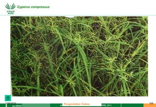 MATERI PENGENDALIAN GULMA EAT XXII 01 APRIL 2011
AA GROUP
1/29/2023 105
Cyperus compressus
Pengendalian Gulma
 