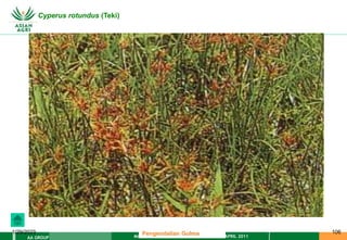 MATERI PENGENDALIAN GULMA EAT XXII 01 APRIL 2011
AA GROUP
1/29/2023 106
Cyperus rotundus (Teki)
Pengendalian Gulma
 