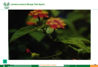 MATERI PENGENDALIAN GULMA EAT XXII 01 APRIL 2011
AA GROUP
1/29/2023 108
Pengendalian Gulma
Lantana camara (Bunga Tahi Ayam)
 