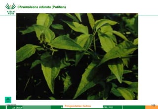 MATERI PENGENDALIAN GULMA EAT XXII 01 APRIL 2011
AA GROUP
1/29/2023 109
Chromolaena odorata (Putihan)
Pengendalian Gulma
 