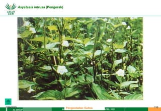 MATERI PENGENDALIAN GULMA EAT XXII 01 APRIL 2011
AA GROUP
1/29/2023 110
Asystasia intrusa (Pengorak)
Pengendalian Gulma
 