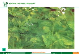 MATERI PENGENDALIAN GULMA EAT XXII 01 APRIL 2011
AA GROUP
1/29/2023 111
Ageratum conyzoides (Babadotan)
Pengendalian Gulma
 