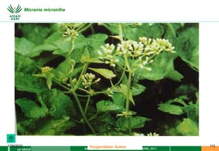 MATERI PENGENDALIAN GULMA EAT XXII 01 APRIL 2011
AA GROUP
1/29/2023 112
Micrania micrantha
Pengendalian Gulma
 