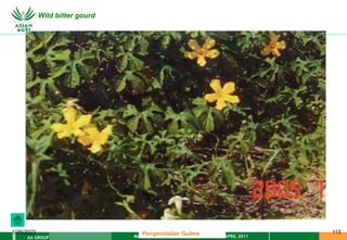 MATERI PENGENDALIAN GULMA EAT XXII 01 APRIL 2011
AA GROUP
1/29/2023 113
Wild bitter gourd
Pengendalian Gulma
 