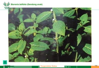 MATERI PENGENDALIAN GULMA EAT XXII 01 APRIL 2011
AA GROUP
1/29/2023 114
Borreria latifolia (Gendong anak)
Pengendalian Gulma
 