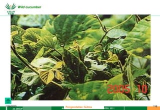 MATERI PENGENDALIAN GULMA EAT XXII 01 APRIL 2011
AA GROUP
1/29/2023 116
Wild cucumber
Pengendalian Gulma
 