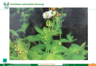 MATERI PENGENDALIAN GULMA EAT XXII 01 APRIL 2011
AA GROUP
1/29/2023 117
Erechthites valerianifolia (Sintrong)
Pengendalian Gulma
 