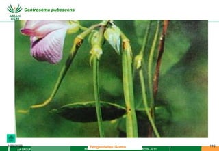 MATERI PENGENDALIAN GULMA EAT XXII 01 APRIL 2011
AA GROUP
1/29/2023 119
Centrosema pubescens
Pengendalian Gulma
 