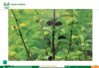 MATERI PENGENDALIAN GULMA EAT XXII 01 APRIL 2011
AA GROUP
1/29/2023 121
Hyptis capitata
Pengendalian Gulma
 