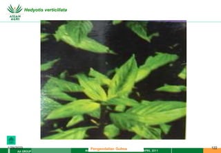 MATERI PENGENDALIAN GULMA EAT XXII 01 APRIL 2011
AA GROUP
1/29/2023 122
Hedyotis verticillata
Pengendalian Gulma
 