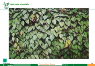 MATERI PENGENDALIAN GULMA EAT XXII 01 APRIL 2011
AA GROUP
1/29/2023 123
Merremia umbellata
Pengendalian Gulma
 