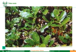 MATERI PENGENDALIAN GULMA EAT XXII 01 APRIL 2011
AA GROUP
1/29/2023 124
Tuba roots
Pengendalian Gulma
 