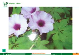 MATERI PENGENDALIAN GULMA EAT XXII 01 APRIL 2011
AA GROUP
1/29/2023 125
Ipomoea ciricia
Pengendalian Gulma
 