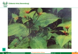 MATERI PENGENDALIAN GULMA EAT XXII 01 APRIL 2011
AA GROUP
1/29/2023 127
Clidemia hirta (Herendong)
Pengendalian Gulma
 