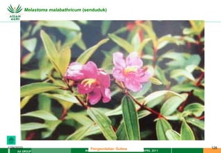 MATERI PENGENDALIAN GULMA EAT XXII 01 APRIL 2011
AA GROUP
1/29/2023 128
Melastoma malabathricum (senduduk)
Pengendalian Gulma
 
