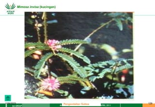 MATERI PENGENDALIAN GULMA EAT XXII 01 APRIL 2011
AA GROUP
1/29/2023 129
Mimosa invisa (kucingan)
Pengendalian Gulma
 