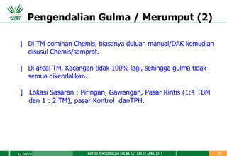 MATERI PENGENDALIAN GULMA EAT XXII 01 APRIL 2011
AA GROUP 13
Pengendalian Gulma / Merumput (2)
 Di TM dominan Chemis, biasanya duluan manual/DAK kemudian
disusul Chemis/semprot.
 Di areal TM, Kacangan tidak 100% lagi, sehingga gulma tidak
semua dikendalikan.
] Lokasi Sasaran : Piringan, Gawangan, Pasar Rintis (1:4 TBM
dan 1 : 2 TM), pasar Kontrol danTPH.
 