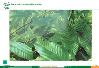 MATERI PENGENDALIAN GULMA EAT XXII 01 APRIL 2011
AA GROUP
1/29/2023 130
Tetracera scandens (Mempelas)
Pengendalian Gulma
 