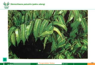 MATERI PENGENDALIAN GULMA EAT XXII 01 APRIL 2011
AA GROUP
1/29/2023 133
Stenochlaena palustris (pakis udang)
Pengendalian Gulma
 
