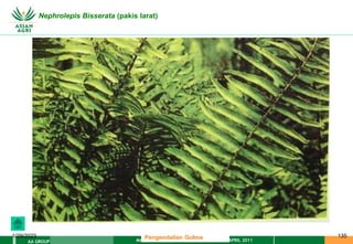 MATERI PENGENDALIAN GULMA EAT XXII 01 APRIL 2011
AA GROUP
1/29/2023 135
Nephrolepis Bisserata (pakis larat)
Pengendalian Gulma
 