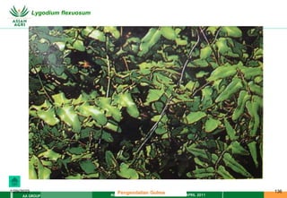 MATERI PENGENDALIAN GULMA EAT XXII 01 APRIL 2011
AA GROUP
1/29/2023 136
Lygodium flexuosum
Pengendalian Gulma
 