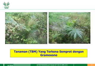 MATERI PENGENDALIAN GULMA EAT XXII 01 APRIL 2011
AA GROUP 14
Tanaman (TBM) Yang Terkena Semprot dengan
Gramoxone
 
