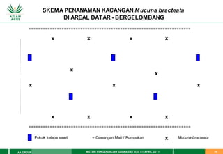MATERI PENGENDALIAN GULMA EAT XXII 01 APRIL 2011
AA GROUP 16
=====================================================================
x x x x
x
x
x x x
x x x x
=====================================================================
Pokok kelapa sawit = Gawangan Mati / Rumpukan x Mucuna bracteata
SKEMA PENANAMAN KACANGAN Mucuna bracteata
DI AREAL DATAR - BERGELOMBANG
 