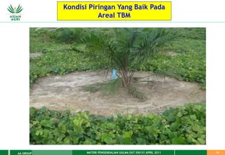 MATERI PENGENDALIAN GULMA EAT XXII 01 APRIL 2011
AA GROUP 19
Kondisi Piringan Yang Baik Pada
Areal TBM
 