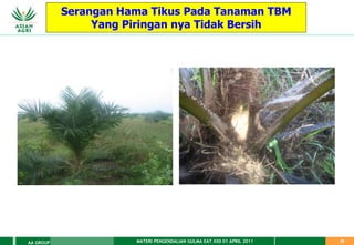 MATERI PENGENDALIAN GULMA EAT XXII 01 APRIL 2011
AA GROUP 20
Serangan Hama Tikus Pada Tanaman TBM
Yang Piringan nya Tidak Bersih
 