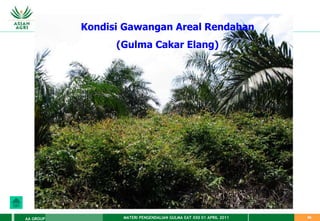 MATERI PENGENDALIAN GULMA EAT XXII 01 APRIL 2011
AA GROUP 68
Kondisi Gawangan Areal Rendahan
(Gulma Cakar Elang)
 
