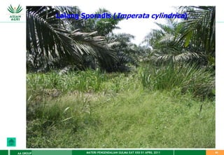 MATERI PENGENDALIAN GULMA EAT XXII 01 APRIL 2011
AA GROUP 69
Lalang Sporadis (Imperata cylindrica)
 