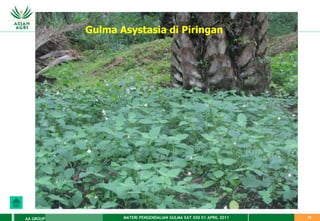 MATERI PENGENDALIAN GULMA EAT XXII 01 APRIL 2011
AA GROUP 70
Gulma Asystasia di Piringan
 