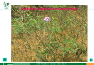 MATERI PENGENDALIAN GULMA EAT XXII 01 APRIL 2011
AA GROUP 74
Senduduk (Melastoma malabathricum)
 