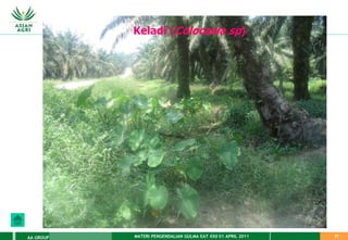 MATERI PENGENDALIAN GULMA EAT XXII 01 APRIL 2011
AA GROUP 77
Keladi (Colocasia sp)
 