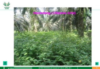 MATERI PENGENDALIAN GULMA EAT XXII 01 APRIL 2011
AA GROUP 78
Harendong (Clidemia hirta)
 