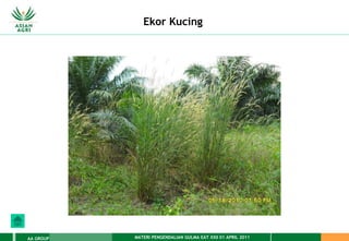 MATERI PENGENDALIAN GULMA EAT XXII 01 APRIL 2011
AA GROUP
Ekor Kucing
 