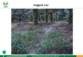 MATERI PENGENDALIAN GULMA EAT XXII 01 APRIL 2011
AA GROUP
Anggrek Liar
 
