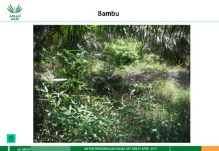 MATERI PENGENDALIAN GULMA EAT XXII 01 APRIL 2011
AA GROUP
Bambu
 