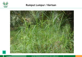MATERI PENGENDALIAN GULMA EAT XXII 01 APRIL 2011
AA GROUP
Rumput Lumpur / Kerisan
 