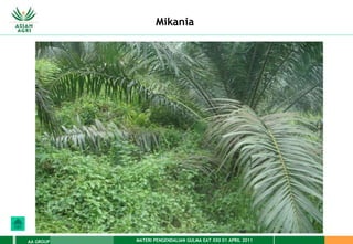 MATERI PENGENDALIAN GULMA EAT XXII 01 APRIL 2011
AA GROUP
Mikania
 