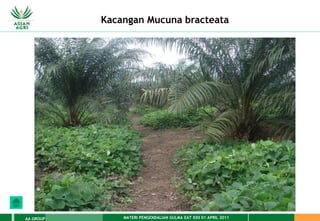 MATERI PENGENDALIAN GULMA EAT XXII 01 APRIL 2011
AA GROUP
Kacangan Mucuna bracteata
 