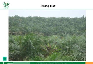 MATERI PENGENDALIAN GULMA EAT XXII 01 APRIL 2011
AA GROUP
Pisang Liar
 