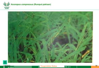 MATERI PENGENDALIAN GULMA EAT XXII 01 APRIL 2011
AA GROUP
1/29/2023 89
Axonopus compressus (Rumput pakisan)
Pengendalian Gulma
 