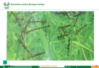 MATERI PENGENDALIAN GULMA EAT XXII 01 APRIL 2011
AA GROUP
1/29/2023 90
Brachiaria mutica (Rumput melala)
Pengendalian Gulma
 