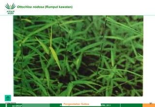 MATERI PENGENDALIAN GULMA EAT XXII 01 APRIL 2011
AA GROUP
1/29/2023 91
Ottochloa nodosa (Rumput kawatan)
Pengendalian Gulma
 