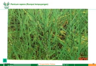 MATERI PENGENDALIAN GULMA EAT XXII 01 APRIL 2011
AA GROUP
1/29/2023 92
Panicum repens (Rumput lempuyangan)
Pengendalian Gulma
 
