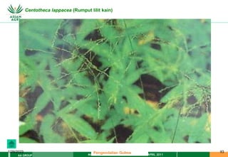 MATERI PENGENDALIAN GULMA EAT XXII 01 APRIL 2011
AA GROUP
1/29/2023 93
Centotheca lappacea (Rumput lilit kain)
Pengendalian Gulma
 