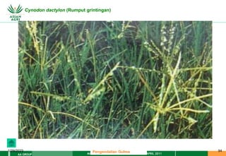 MATERI PENGENDALIAN GULMA EAT XXII 01 APRIL 2011
AA GROUP
1/29/2023 94
Cynodon dactylon (Rumput grintingan)
Pengendalian Gulma
 