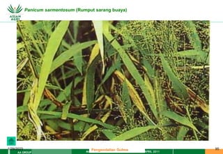 MATERI PENGENDALIAN GULMA EAT XXII 01 APRIL 2011
AA GROUP
1/29/2023 95
Panicum sarmentosum (Rumput sarang buaya)
Pengendalian Gulma
 