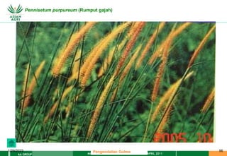 MATERI PENGENDALIAN GULMA EAT XXII 01 APRIL 2011
AA GROUP
1/29/2023 96
Pennisetum purpureum (Rumput gajah)
Pengendalian Gulma
 